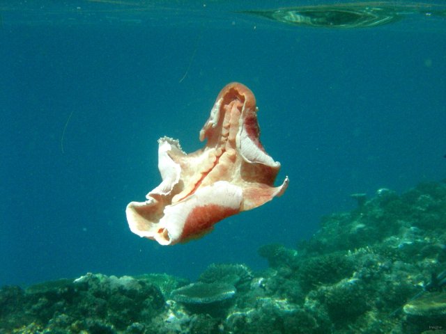 75- Invertebre non identifie 